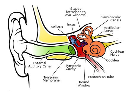 Anatomy of the ear Anatomy of the ear